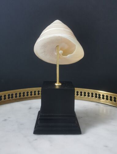 Mother-of-pearl shell mounted on wooden base 13.5 cm