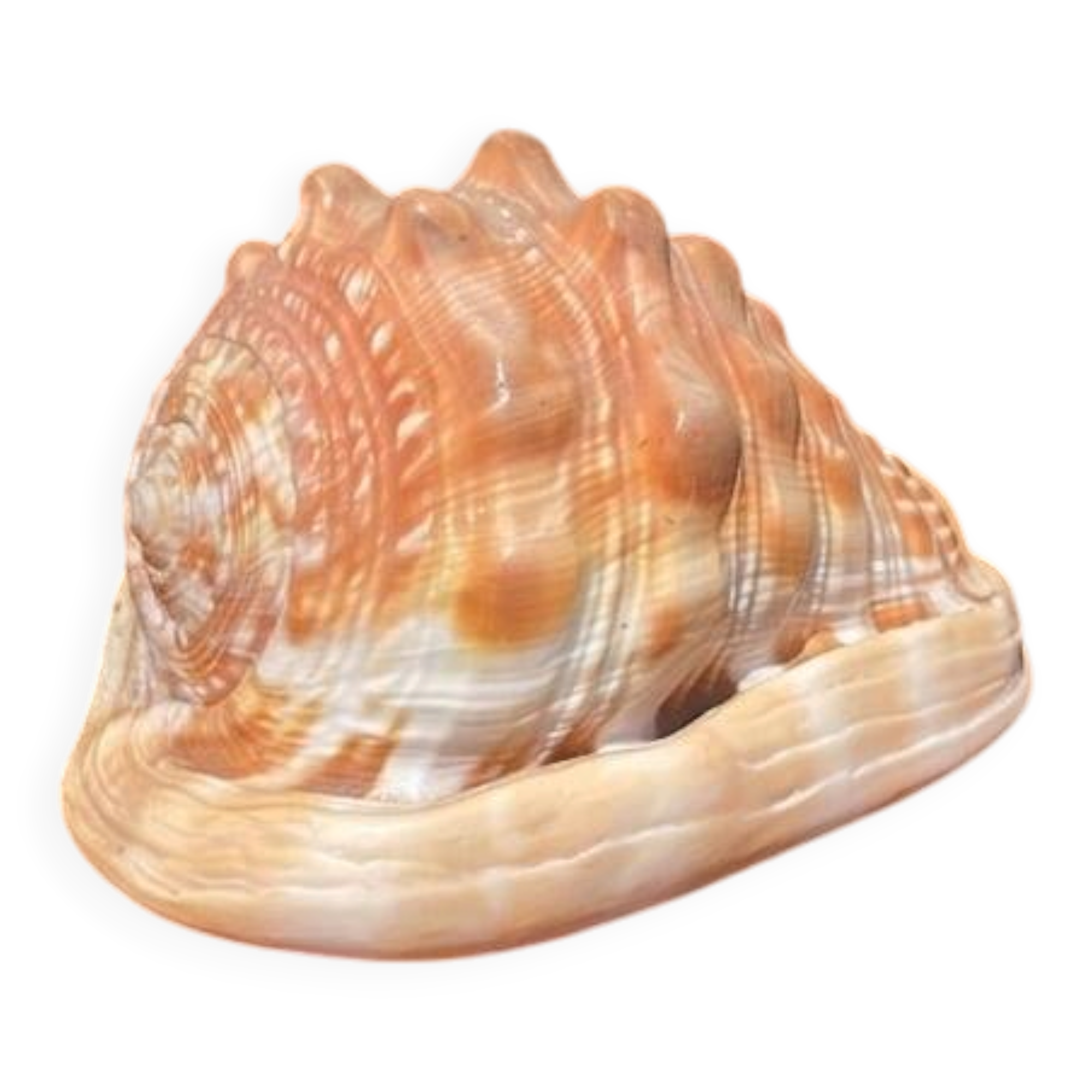 Great shell (Cypraecassis rufa)