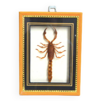 Naturalized scorpion frame
