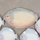 Assiettes poissons
