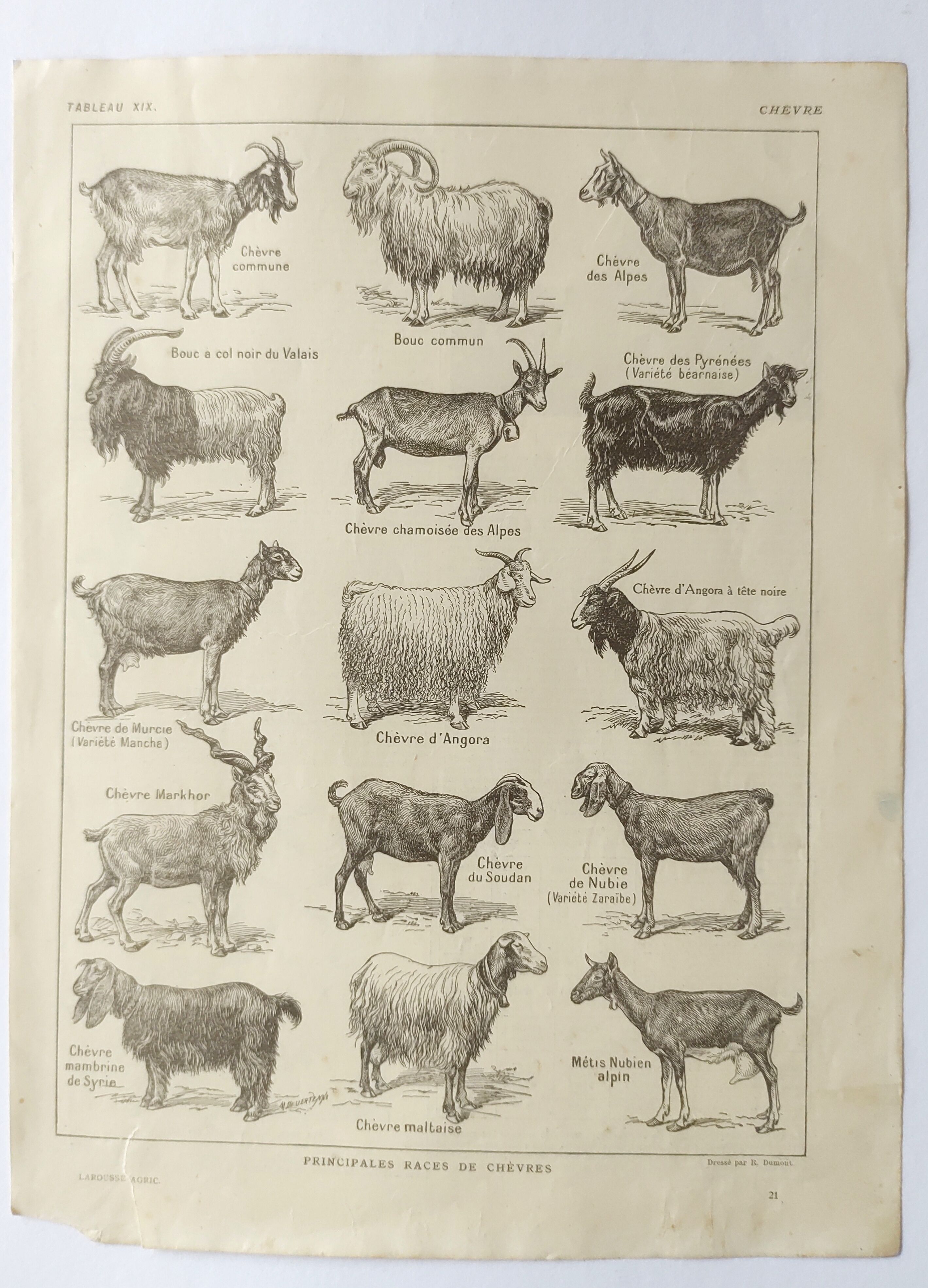 Antique print • Goats • Original poster from 1922