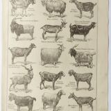 Antique print • Goats • Original poster from 1922