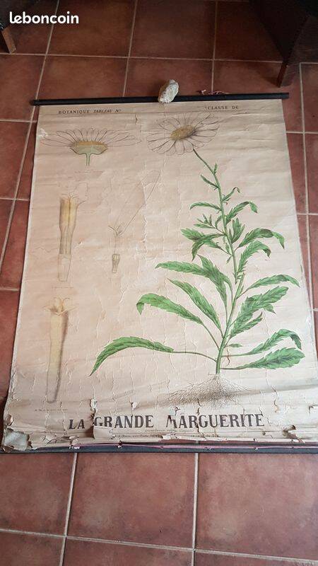 Old Deyrolle poster - the great daisy