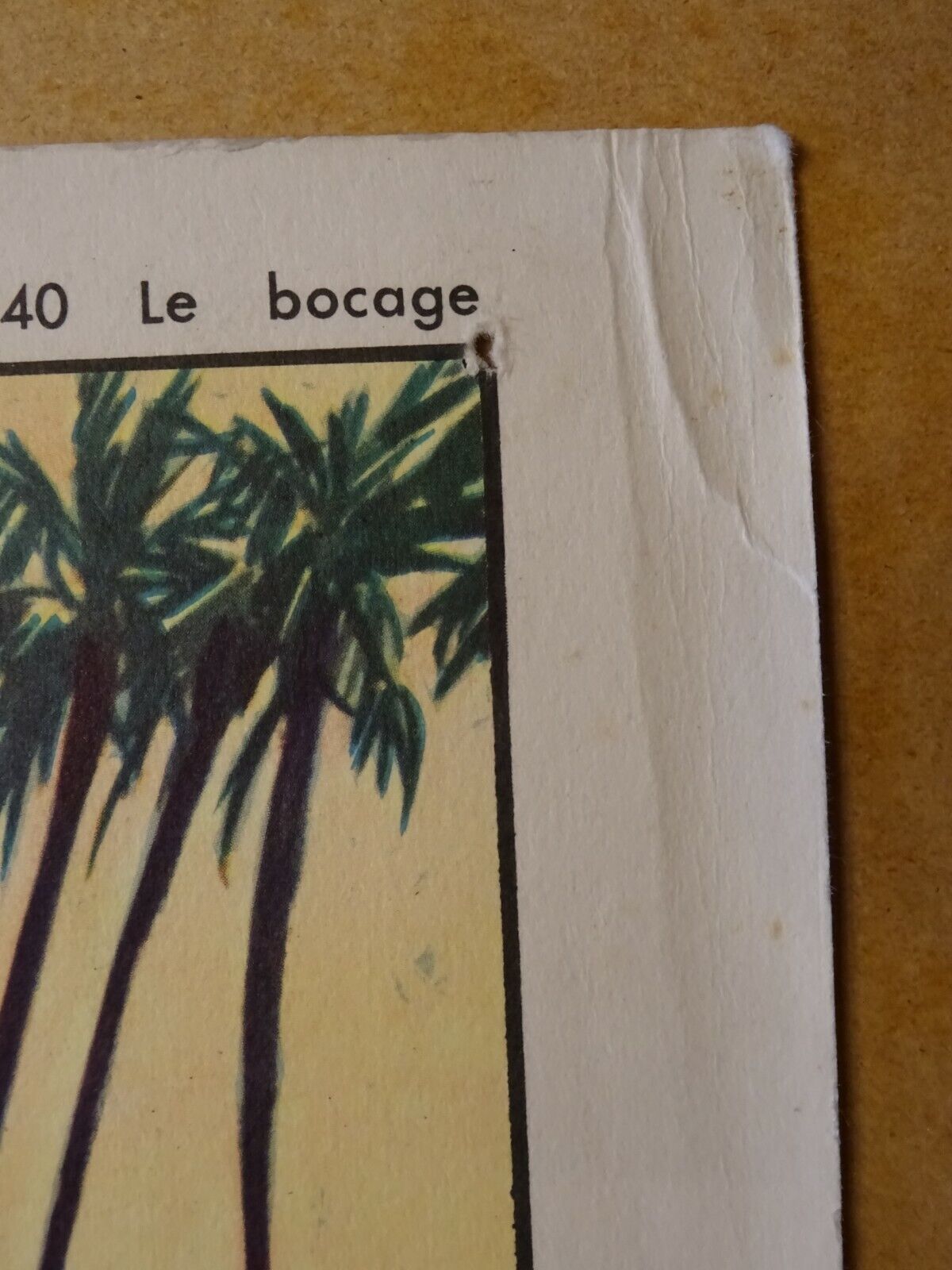 Rossignol school poster in the sea underwater life / the bocage