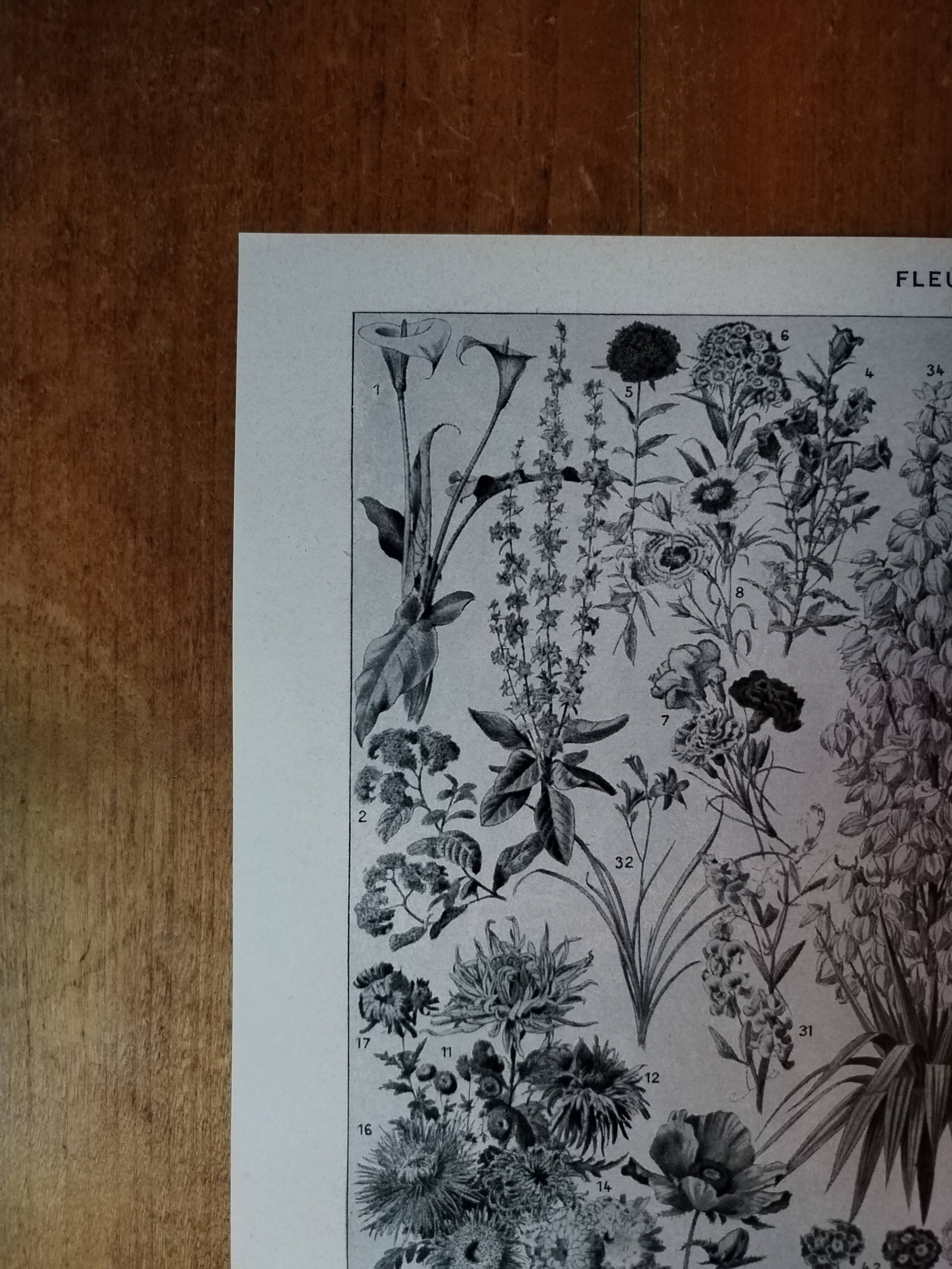 Original lithograph on flowers