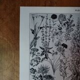 Original lithograph on flowers