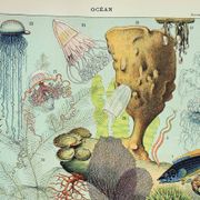 Old engraving 1898, Ocean (fauna and flora), fish • Original and vintage lithograph