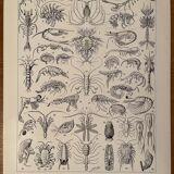 Set of lithographs XXth century