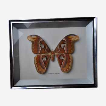 Cadre papillon attacus atlas naturalisé