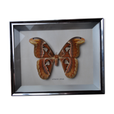 Naturalized attacus atlas butterfly frame