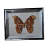 Naturalized attacus atlas butterfly frame