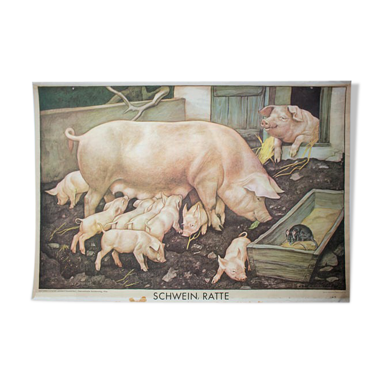 Poster "Pig" published by Österreichischer Lehrmittelverlag Vienna 1964