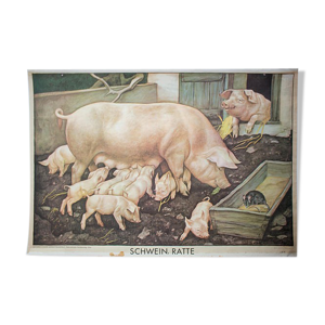 Affiche Cochon publié par Österreichischer