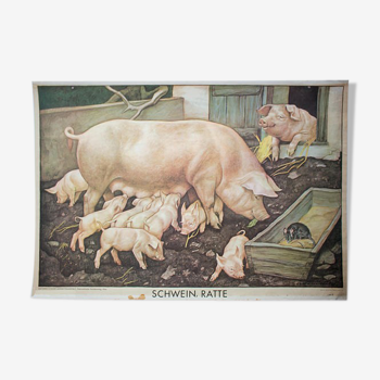 Poster "Pig" published by Österreichischer Lehrmittelverlag Vienna 1964