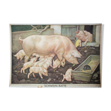 Affiche "Cochon" publié par Österreichischer Lehrmittelverlag Vienne 1964
