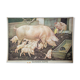 Poster "Pig" published by Österreichischer Lehrmittelverlag Vienna 1964