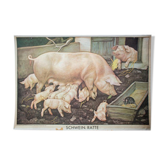 Poster "Pig" published by Österreichischer Lehrmittelverlag Vienna 1964