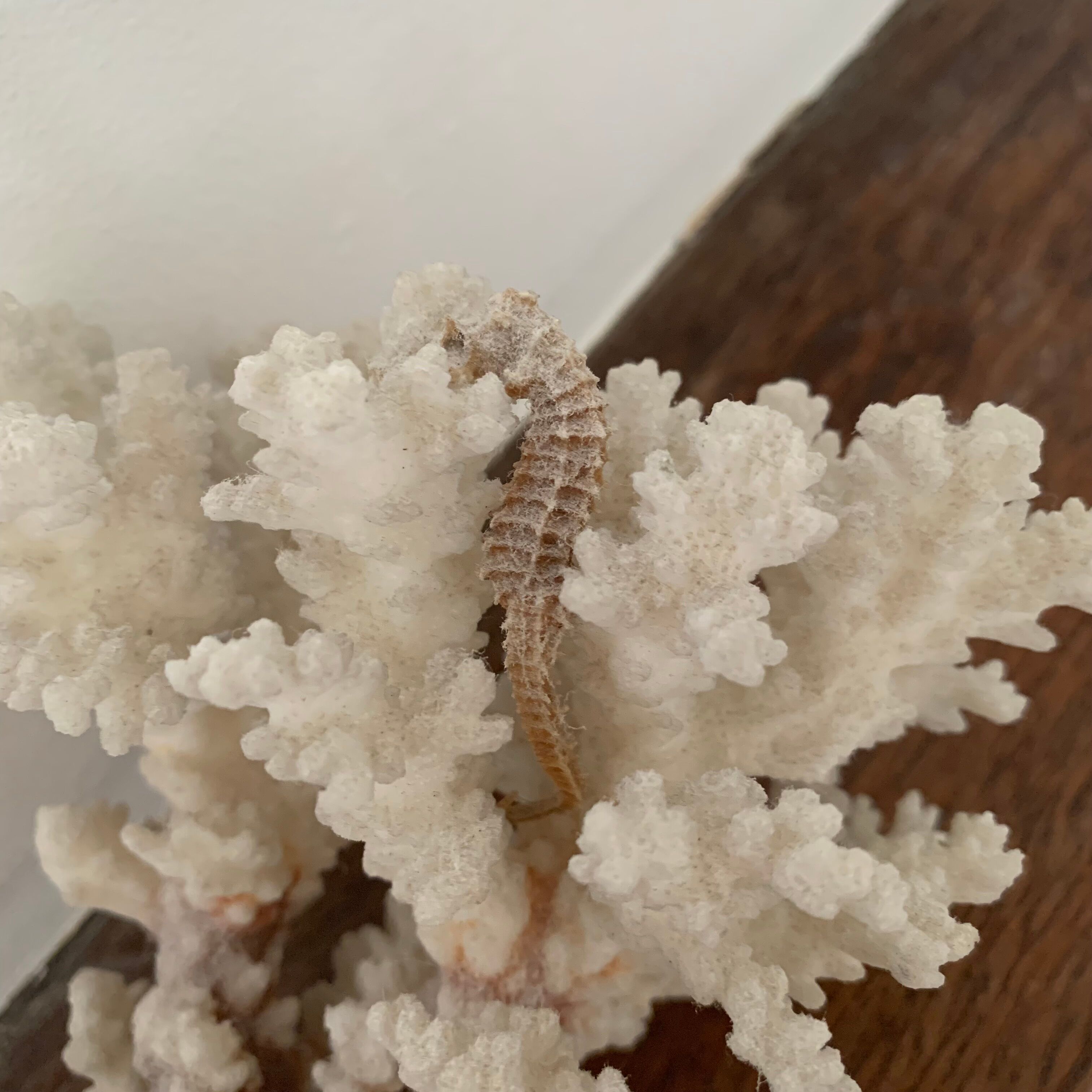 White coral and seahorse