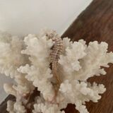 White coral and seahorse