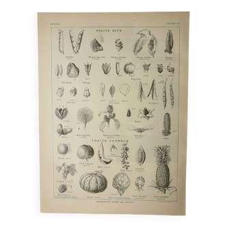 Gravure ancienne 1922, Fruits et graines, types, secs, charnus • Lithographie, Planche originale