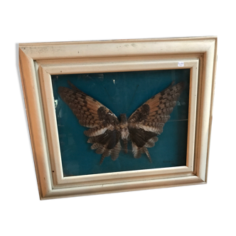 Bird feather butterfly under glass