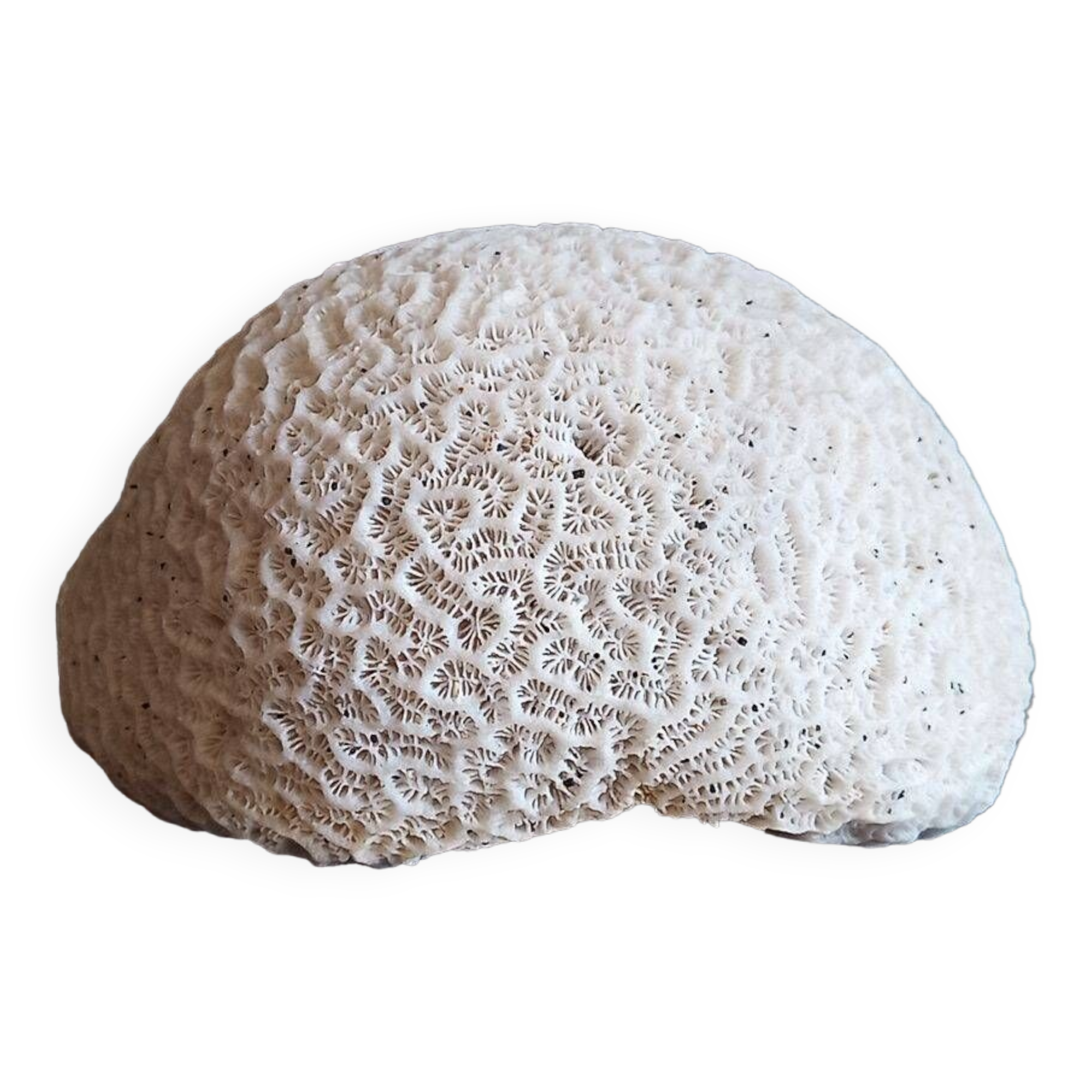 white coral "brain" - 836 grams - 13.5 x 9.8 x 8 cm