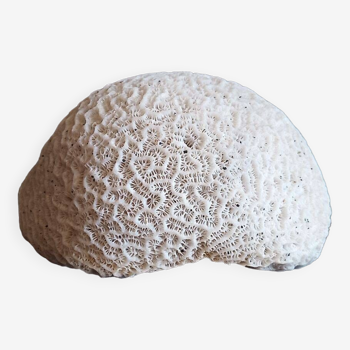 white coral "brain" - 836 grams - 13.5 x 9.8 x 8 cm