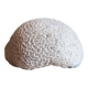 white coral "brain" - 836 grams - 13.5 x 9.8 x 8 cm