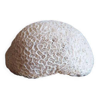 white coral "brain" - 836 grams - 13.5 x 9.8 x 8 cm