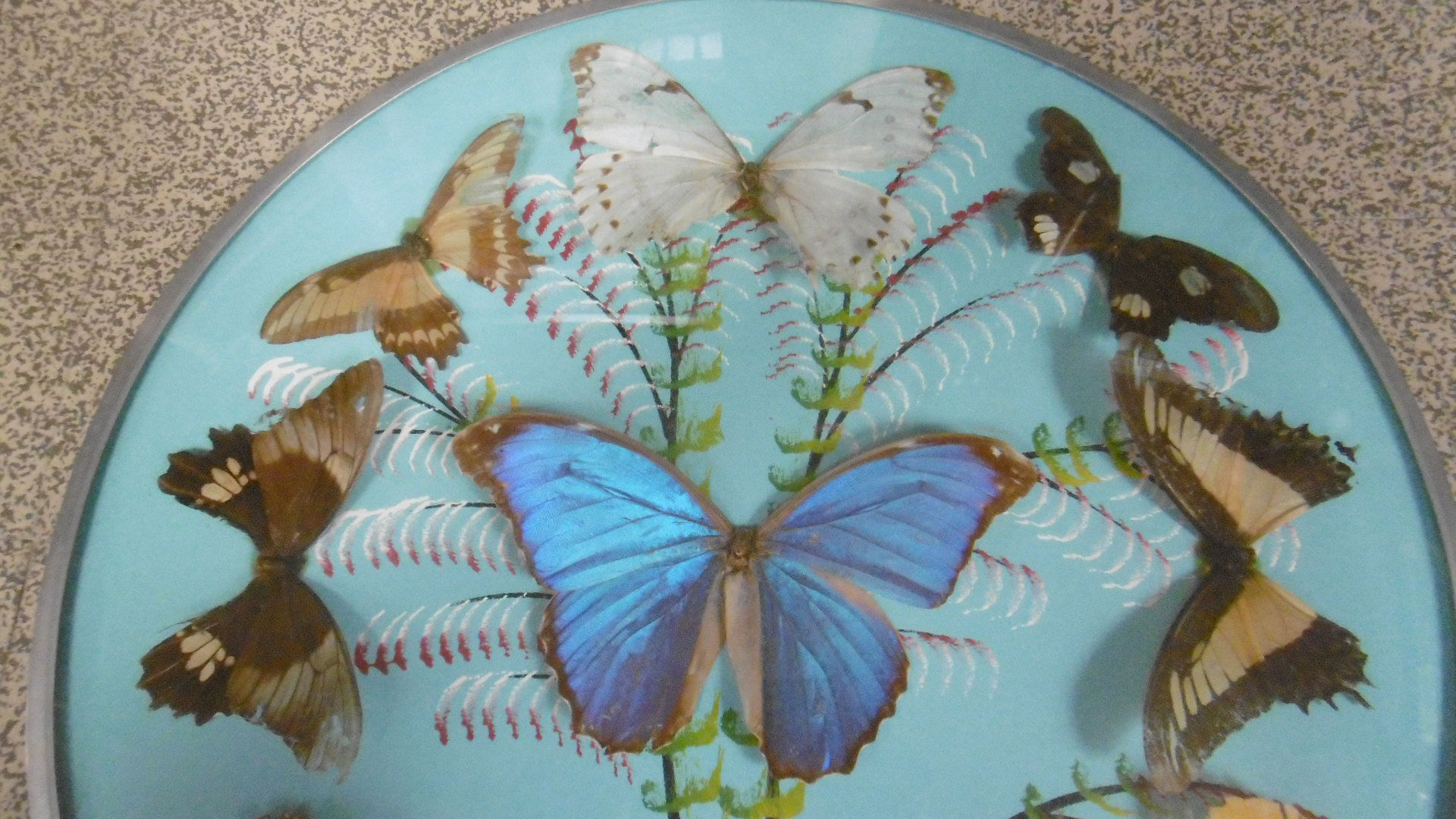 Vintage frame butterflies and silk threads - artefama - annees 50