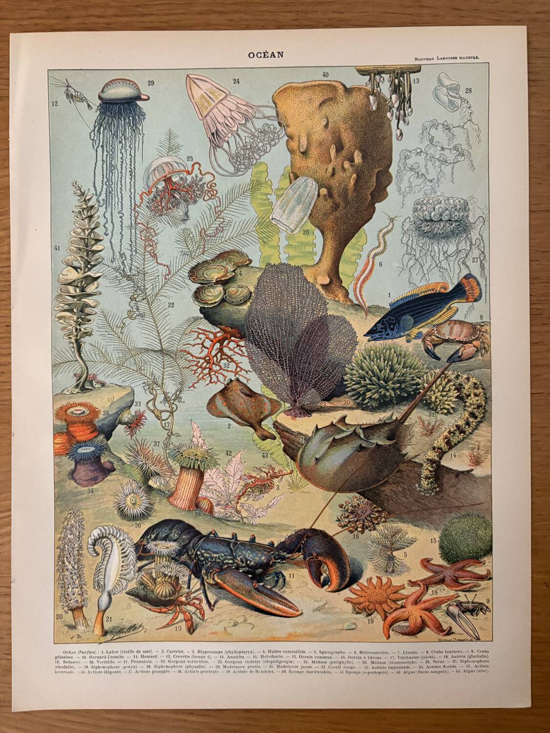 Reserved Marine - Set of 3 lithographs on the marine world XX