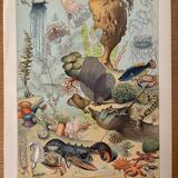 Reserved Marine - Set of 3 lithographs on the marine world XX