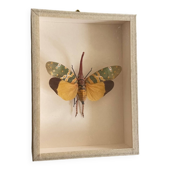 Stuffed butterfly under glass