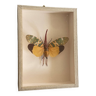 Stuffed butterfly under glass