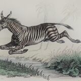 Original zoological plate "zebra & mule" - buffon 1840
