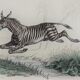 Original zoological plate "zebra & mule" - buffon 1840