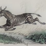 Original zoological plate "zebra & mule" - buffon 1840