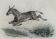 Original zoological plate "zebra & mule" - buffon 1840