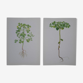 Set of 2 botanical plates Euphorbia and Oxalis