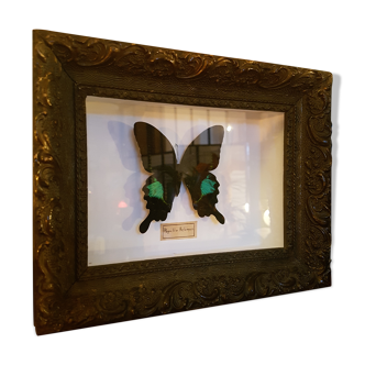 Butterfly under wooden frame