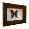 Butterfly under wooden frame