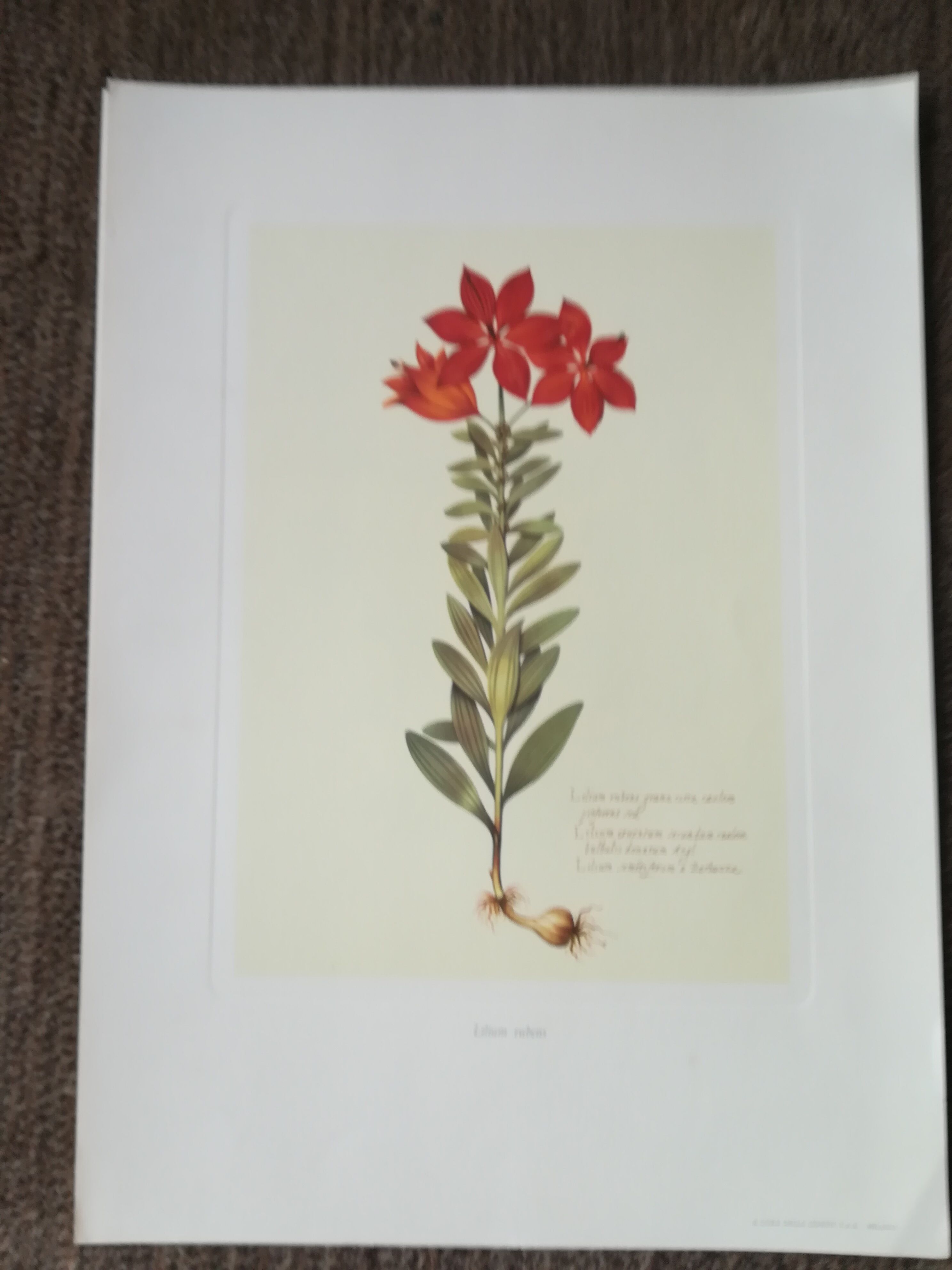 Lot of 6 botanical boards