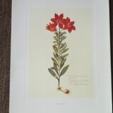 Lot of 6 botanical boards