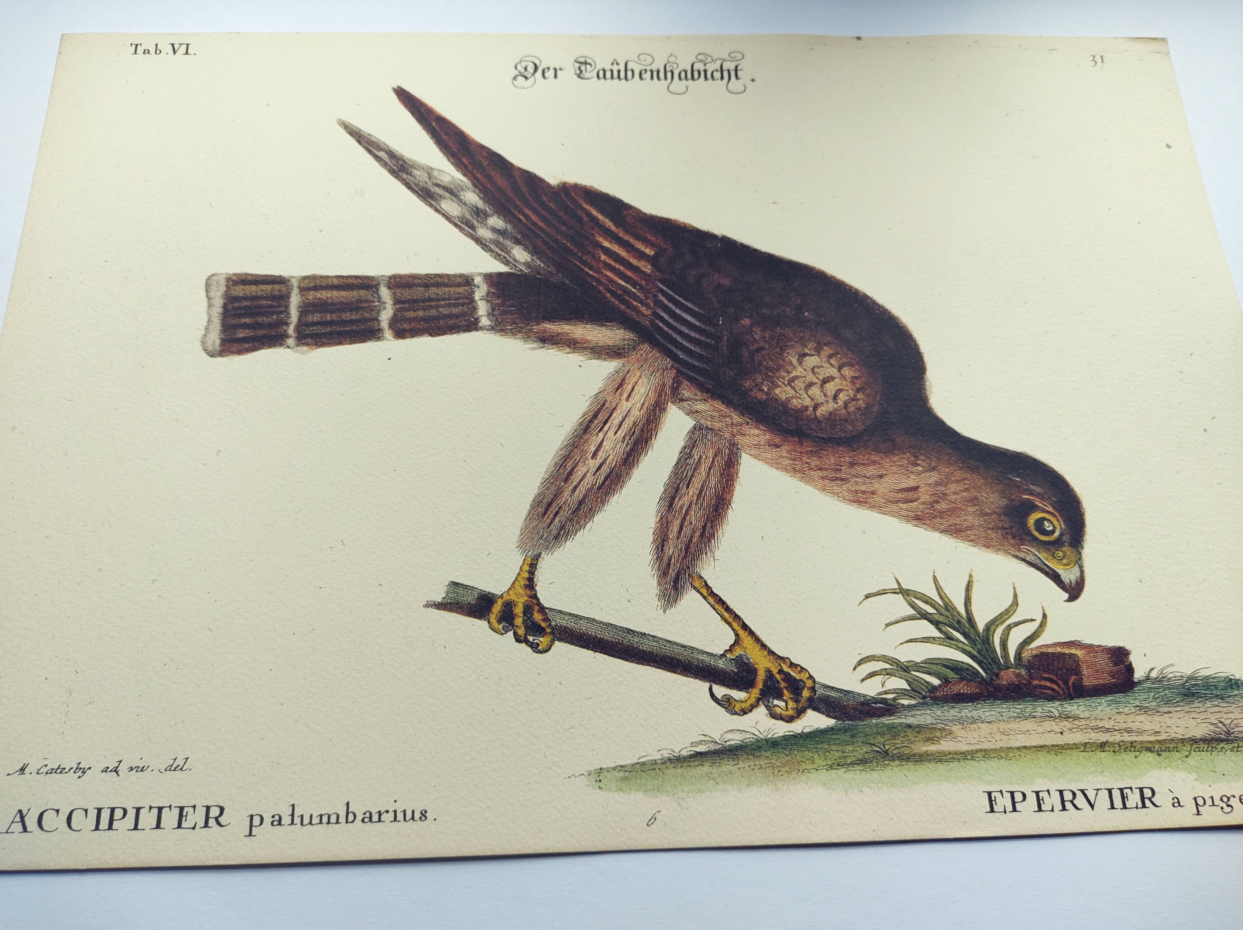 Vintage bird engraving - Hawk - Old animal board by Seligmann & Catesby