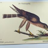 Gravure Vintage oiseau -Épervier- Planche ancienne animal de Seligmann & Catesby
