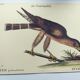 Vintage bird engraving - Hawk - Old animal board by Seligmann & Catesby