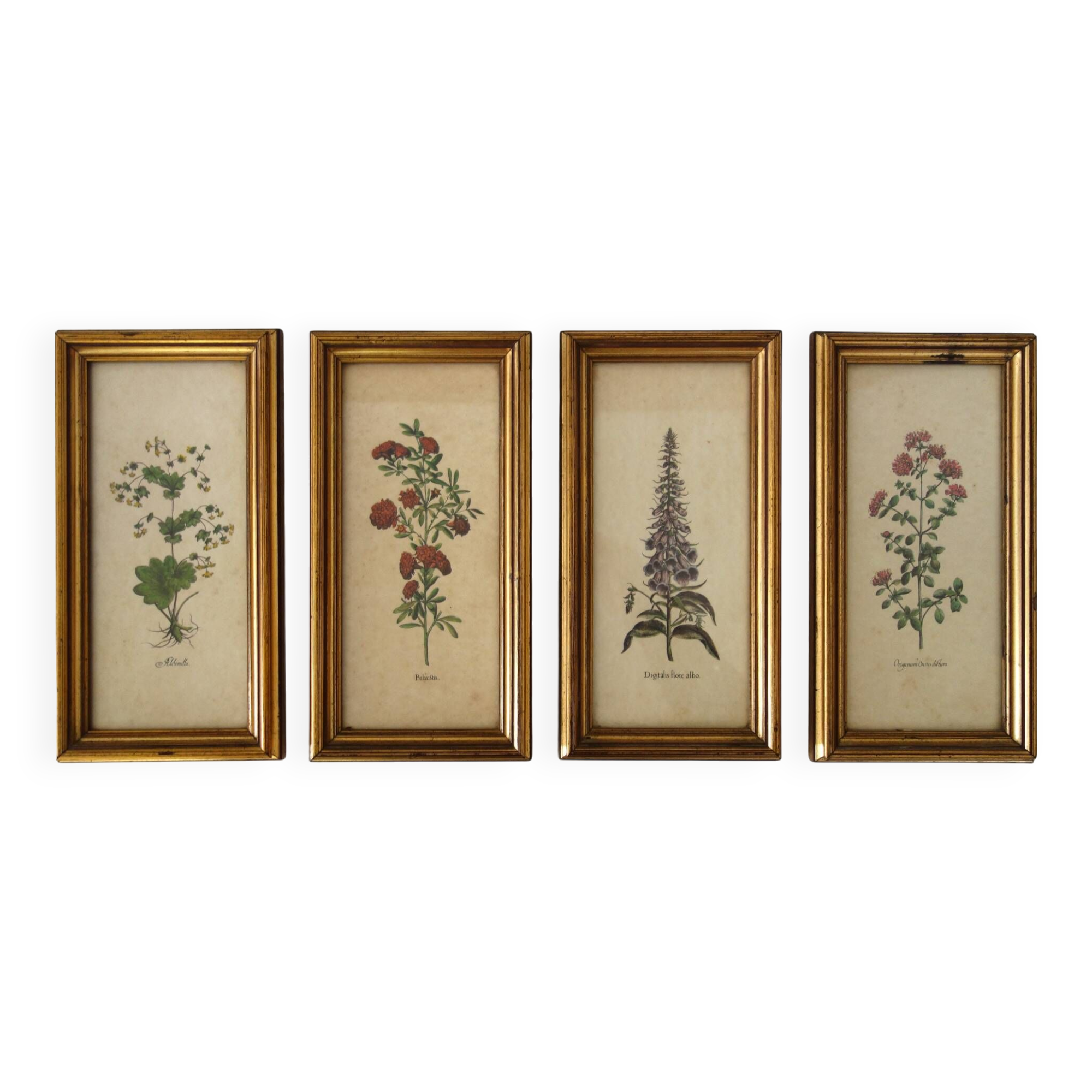 Set of 4 vintage plant botanical lithograph paintings