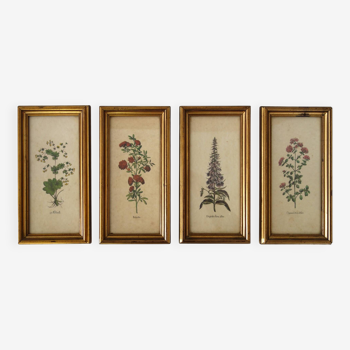 Set of 4 vintage plant botanical lithograph paintings