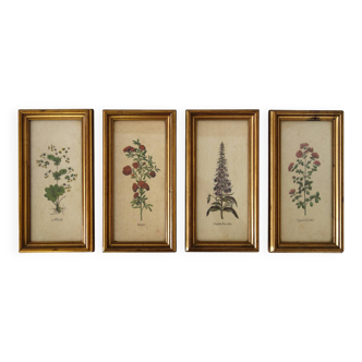 Set of 4 vintage plant botanical lithograph paintings