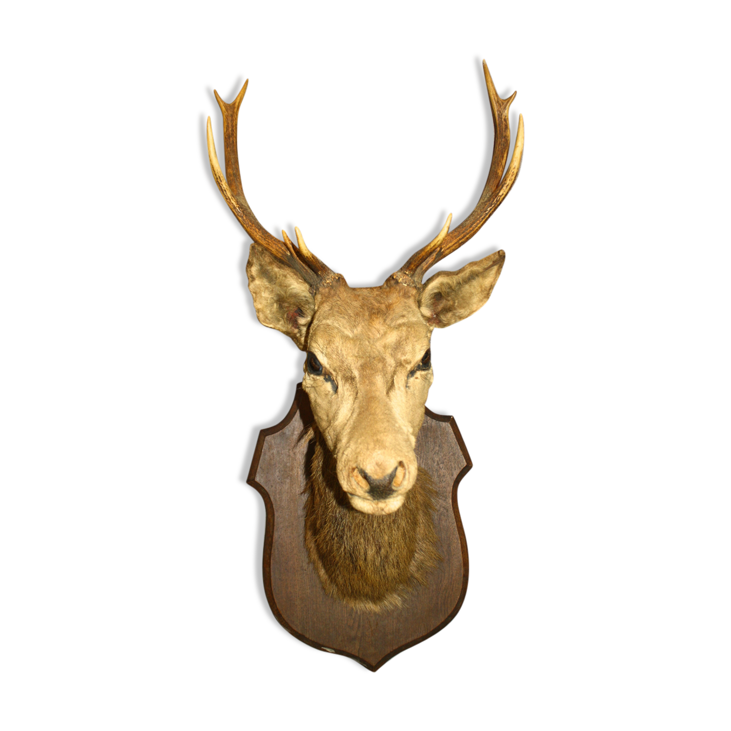 Deer head 10 horns